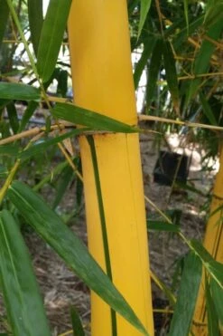 Asian Lemon Bamboo (Bambusa Eutuldoides 'Viridivittata') - 3 Gallon Pot -Plantify Shop Bamboo Viridivittata 6