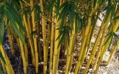 Asian Lemon Bamboo (Bambusa Eutuldoides 'Viridivittata') - 3 Gallon Pot -Plantify Shop Bamboo Viridivittata 7