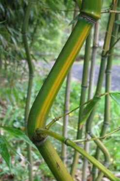 Yellow Groove Bamboo (Phyllostachys Aureosulcata) - 3 Gallon Pot (2-4') -Plantify Shop Bamboo Yellow Groove 11
