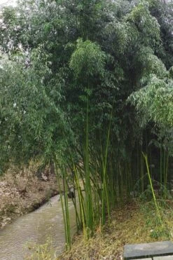 Yellow Groove Bamboo (Phyllostachys Aureosulcata) - 3 Gallon Pot (2-4') -Plantify Shop Bamboo Yellow Groove 13