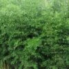 Yellow Groove Bamboo (Phyllostachys Aureosulcata) - 3 Gallon Pot (2-4') -Plantify Shop Bamboo Yellow Groove 500x750 2