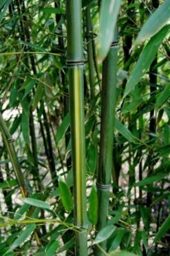 Yellow Groove Bamboo (Phyllostachys Aureosulcata) - 3 Gallon Pot (2-4') -Plantify Shop Bamboo Yellow Groove 9