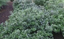 Blue Mist Fothergilla - 3 Gallon Pot -Plantify Shop Blue Mist Dwarf Fothergilla 1