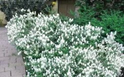 Blue Mist Fothergilla - 3 Gallon Pot -Plantify Shop Blue Mist Dwarf Fothergilla 2