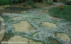 Blue Star Creeper (Laurentia Fluviatilis) - 5 Pack Of Pint Pots -Plantify Shop Blue Star Creeper 20 1