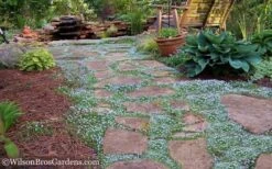 Blue Star Creeper (Laurentia Fluviatilis) - 5 Pack Of Pint Pots -Plantify Shop Blue Star Creeper 21 1