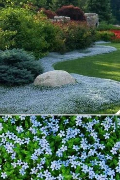 Blue Star Creeper (Laurentia Fluviatilis) - 6 Pack Of Pint Pots -Plantify Shop Blue Star Creeper 24