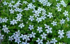 Blue Star Creeper (Laurentia Fluviatilis) - 5 Pack Of Pint Pots -Plantify Shop Blue Star Creeper Laurentia 1 1