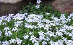 Blue Star Creeper (Laurentia Fluviatilis) - 3 Pack Of Quart Pots -Plantify Shop Blue Star Creeper Laurentia Isotoma 2