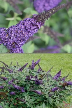 Pugster Blue Butterfly Bush - Buddleia - 3 Gallon Pot -Plantify Shop Butterfly Bush Pugster Blue 1