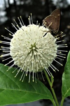 Buttonbush (Cephalanthus Occidentalis) - 3 Pack Of 1.5 Quart Pots -Plantify Shop Buttonbush 3 1