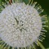 Buttonbush (Cephalanthus Occidentalis) - 1 Gallon Pot -Plantify Shop Buttonbush 4