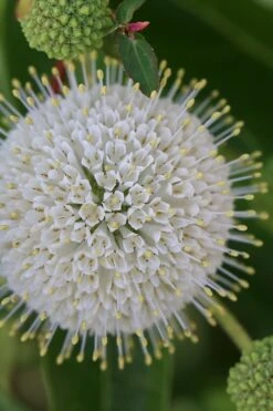 Buttonbush (Cephalanthus Occidentalis) - 1 Gallon Pot