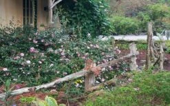 Sarrel Dwarf Camellia Sasanqua - 3 Gallon Pot -Plantify Shop Camellia Sarrel 5