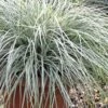 Evercolor Everest Carex - 1 Gallon Pot -Plantify Shop Carex Evercolor Everest 500x750 1