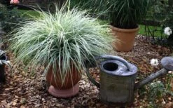 Evercolor Everest Carex - 1 Gallon Pot -Plantify Shop Carex Evercolr Everest 1
