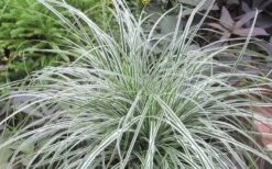 Evercolor Everest Carex - 1 Gallon Pot -Plantify Shop Carex Evercolr Everest 2