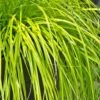 Evercolor Everillo Carex - 10 Pack Of Quart Pots -Plantify Shop Carex Everillo 500x750 1