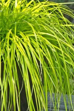 Evercolor Everillo Carex - 1 Gallon Pot -Plantify Shop Carex Everillo 500x750 2