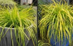 Evercolor Everillo Carex - 10 Pack Of Quart Pots -Plantify Shop Carex Everillo Plant Containers