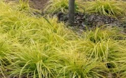 Evercolor Everillo Carex - 10 Pack Of Quart Pots -Plantify Shop Carex Everillo Plant Patch