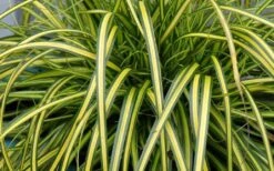 Evercolor Eversheen Carex - 5 Pack Of Quart Pots -Plantify Shop Carex Eversheen 1