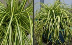 Evercolor Eversheen Carex - 5 Pack Of Quart Pots -Plantify Shop Carex Eversheen 2