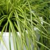 Evercolor Eversheen Carex - 5 Pack Of Quart Pots -Plantify Shop Carex Eversheen 500x750 1
