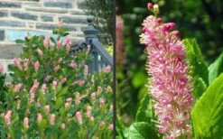 Ruby Spice Summersweet (Clethra) - 3 Gallon Pot -Plantify Shop Clethra Ruby Spice 2