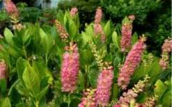 Ruby Spice Summersweet (Clethra) - 3 Gallon Pot -Plantify Shop Clethra Ruby Spice