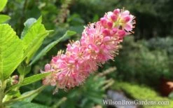 Ruby Spice Summersweet (Clethra) - 3 Gallon Pot -Plantify Shop Clethra Ruby Spice Closeup wb