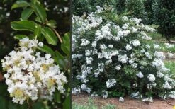 Acoma Weeping White Crape Myrtle - 6 Pack Of 1 Gallon Pots -Plantify Shop Crape Myrtle Acoma 3