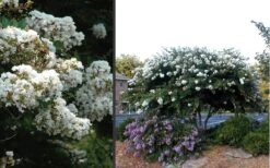 Acoma Weeping White Crape Myrtle - 6 Pack Of 1 Gallon Pots -Plantify Shop Crape Myrtle Acoma 4