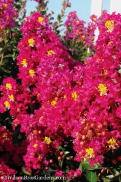 Berry Dazzle Dwarf Crape Myrtle - 1 Gallon Pot -Plantify Shop Crape Myrtle Berry Dazzle 11