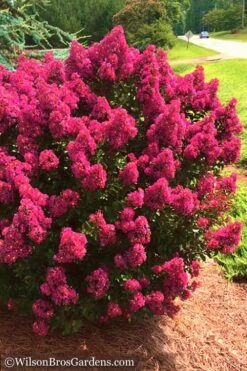 Berry Dazzle Dwarf Crape Myrtle - 1 Gallon Pot -Plantify Shop Crape Myrtle Berry Dazzle 14