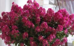 Berry Dazzle Dwarf Crape Myrtle - 1 Gallon Pot -Plantify Shop Crape Myrtle Berry Dazzle 3