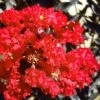 Black Diamond Red Hot Crape Myrtle - 3 Gallon Pot -Plantify Shop Crape Myrtle Black Diamond Red Hot 1 2