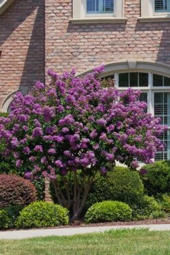 Catawba Purple Crape Myrtle - 1 Gallon Pot -Plantify Shop Crape Myrtle Catawba 5 1