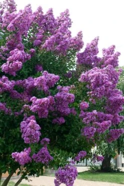 Catawba Purple Crape Myrtle - 3 Gallon Pot -Plantify Shop Crape Myrtle Catawba 500x750 1