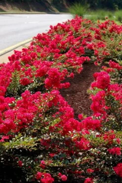 Cherry Dazzle Dwarf Crape Myrtle - 3 Gallon Pot 13 Cherry Dazzle Dwarf Crape Myrtle - 3 Gallon Pot -Plantify Shop Crape Myrtle Cherry Dazzle 31 1