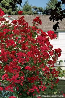 Colorama Scarlet Red Crape Myrtle - 7 Gallon Pot (3-4') -Plantify Shop Crape Myrtle Colorama Scarlet 1