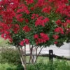 Colorama Scarlet Red Crape Myrtle - 7 Gallon Pot (3-4') -Plantify Shop Crape Myrtle Colorama Scarlet 2