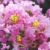 Dazzle Me Pink Dwarf Crape Myrtle - 2 Gallon Pot -Plantify Shop Crape Myrtle Dazzle Me Pink 15