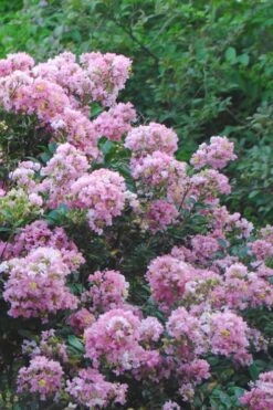 Dazzle Me Pink Dwarf Crape Myrtle - 2 Gallon Pot -Plantify Shop Crape Myrtle Dazzle Me Pink 16