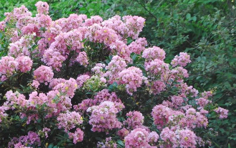 Front Page -Plantify Shop Crape Myrtle Dazzle Me Pink 17