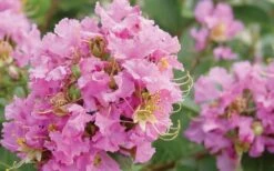 Dazzle Me Pink Dwarf Crape Myrtle - 2 Gallon Pot -Plantify Shop Crape Myrtle Dazzle Me Pink Closeup
