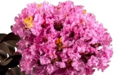 Delta Eclipse Crape Myrtle - 2 Gallon Pot -Plantify Shop Crape Myrtle Delta Eclipse