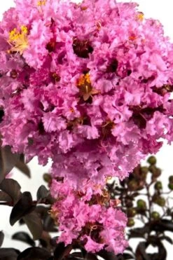 Delta Eclipse Crape Myrtle - 2 Gallon Pot -Plantify Shop Crape Myrtle Delta Eclipse BS