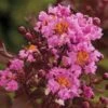 Delta Eclipse Crape Myrtle - 2 Gallon Pot -Plantify Shop Crape Myrtle Delta Eclipse Rev 500x750 1
