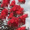Delta Flame Crape Myrtle - 2 Gallon Pot -Plantify Shop Crape Myrtle Delta Flame 3